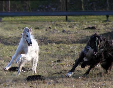 borzoi